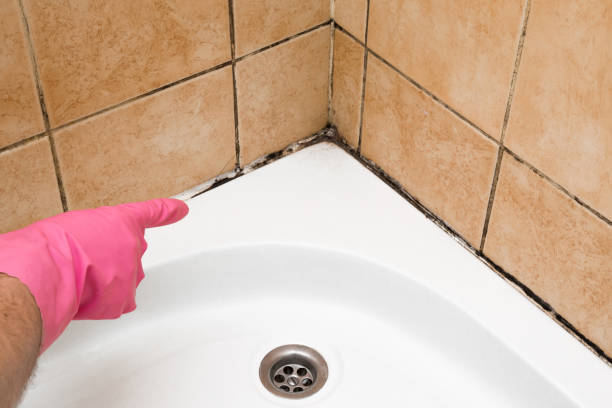 Best Attic Mold Remediation in Greenville, FL